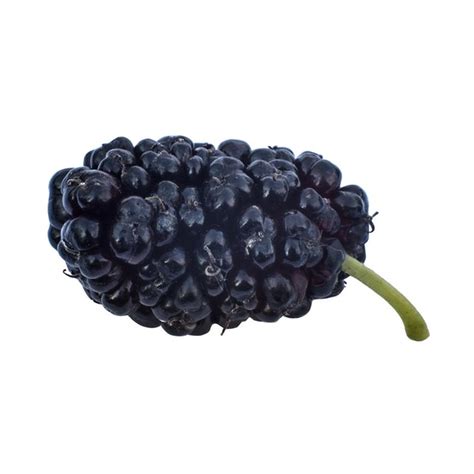mulberry price per pound